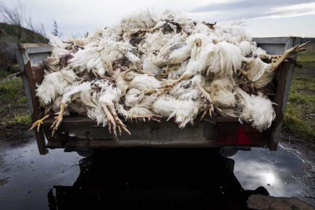 Ponad 1500 martwych kur na fermie zarodowej pod Legnicą