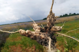 Co niszczy zarodniki kiły kapusty?