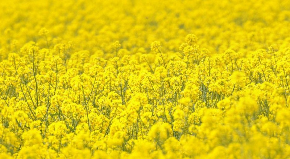fot. Shutterstock Olej palmowy promowany zamiast rzepakowego – strata dla producentów rzepaku
