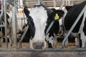 Producenci mleka w Niemczech dokładają do interesu
