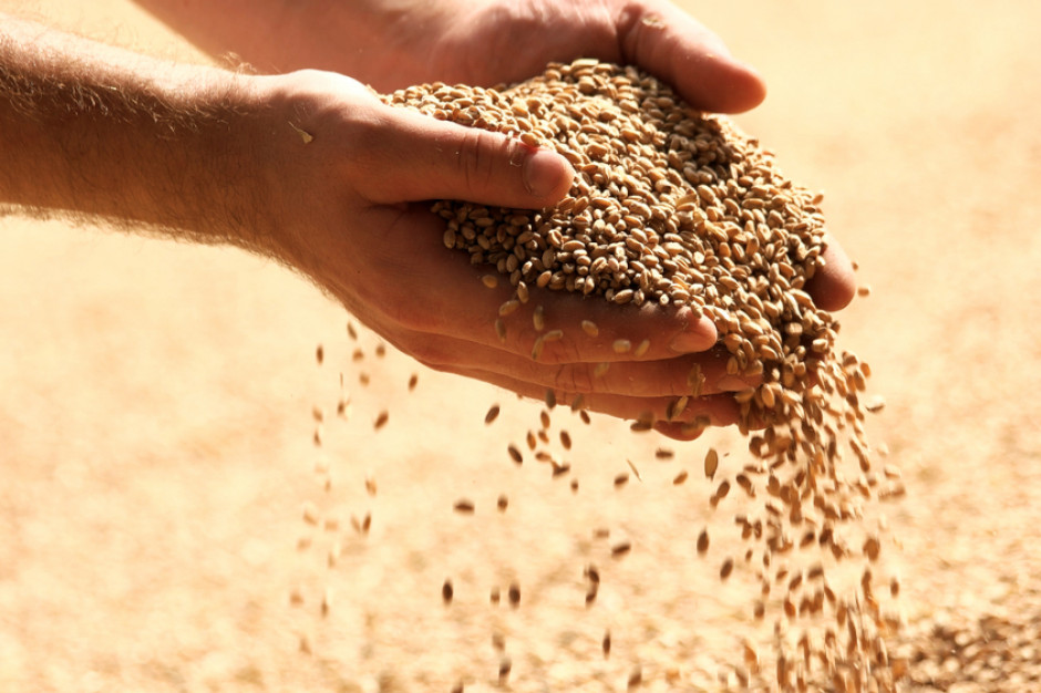 Akcje na pszenicę bez powodzenia na Giełdowym Rynku Rolnym, fot. shutterstock