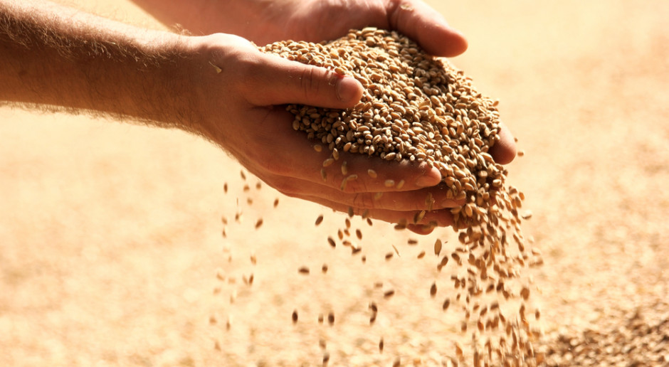 Fot. Shutterstock Mocny wzrost ceny amerykańskiej pszenicy