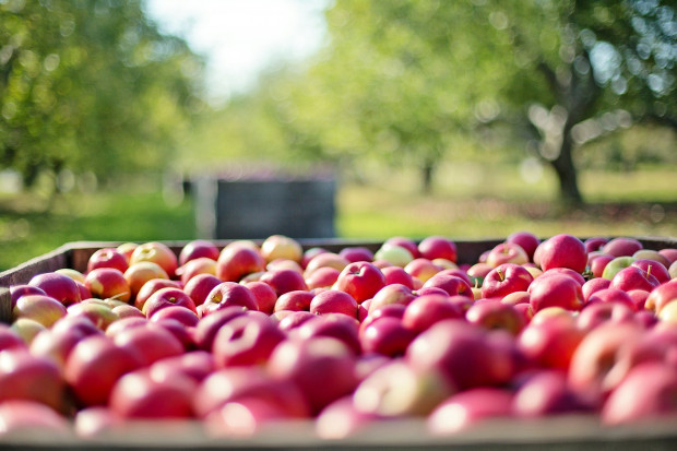 Eksport koncentratu jabłkowego w ubiegłym sezonie wyniósł ok. 400 tys. ton