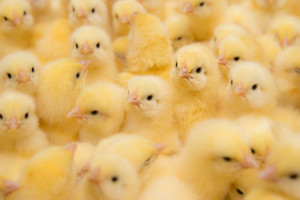 KRIR apeluje o wsparcie producentów dotkniętych ptasią grypą