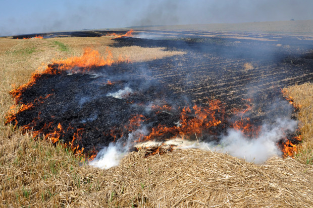 Wypalanie traw to "barbarzyński proceder". Eksperci alarmują: To niszczy środowisko i zatruwa powietrze