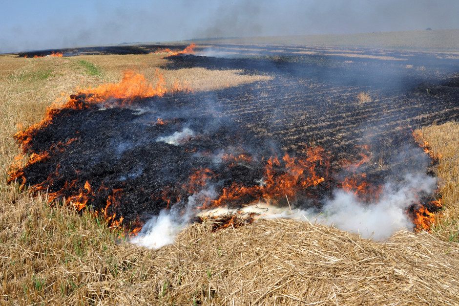 Mit! Wypalanie traw to najtańszy herbicyd, fot. Shutterstock