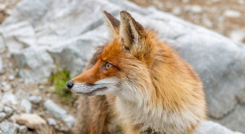 Fot. shutterstock Lisy w Małopolsce zostaną zaszczepione przeciw wściekliźnie