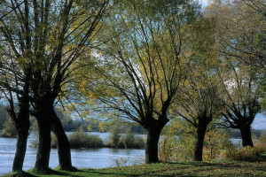 650 tys. młodych pstrągów potokowych trafi do dolnośląskich rzek