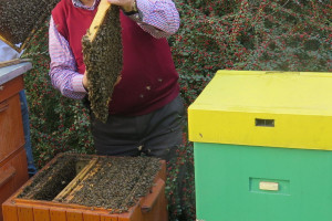 Pomagamy pszczołom bez lipy – kampania edukacyjna 