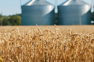 Ceny zbóż ponownie w dół 