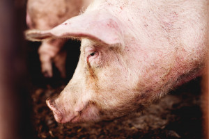 Ekspert BNP Paribas: ASF rozdaje karty na rynku wieprzowiny