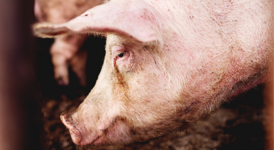 Ekspert BNP Paribas: ASF rozdaje karty na rynku wieprzowiny