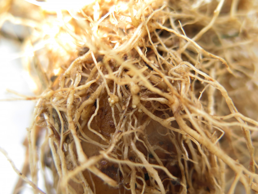Wyrośla na korzeniach ziemniaka spowodowane żerowaniem guzaka północnego