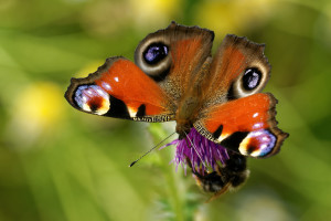 Rolnicze zanieczyszczenie azotem - szkodliwe dla motyli