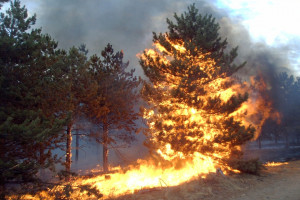 PSP: od początku roku niemal 1,5 tys. pożarów lasów i 25 tys. pożarów traw