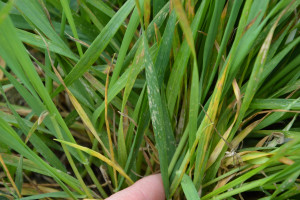Mączniak prawdziwy zbóż i traw – próg szkodliwości