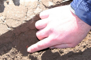 Na Podkarpaciu rolnicy siali kukurydzę - "szukali" wilgoci w glebie