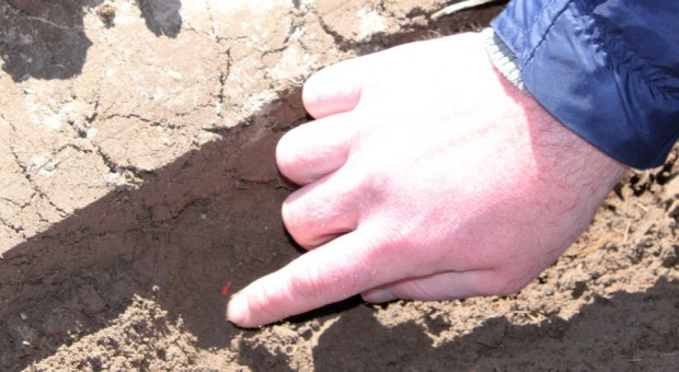 Na Podkarpaciu rolnicy siali kukurydzę - "szukali" wilgoci w glebie