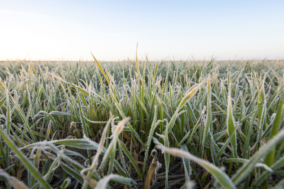 W kwietniu warunki do wegetacji roślin niekorzystne, fot. Shutterstock
