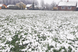 Zima w kwietniu – czy uprawy są zagrożone?
