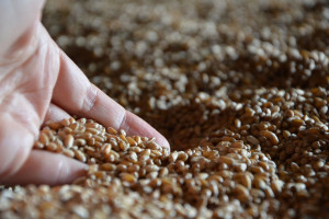 Zerowa stawka celna na import zbóż do Turcji 