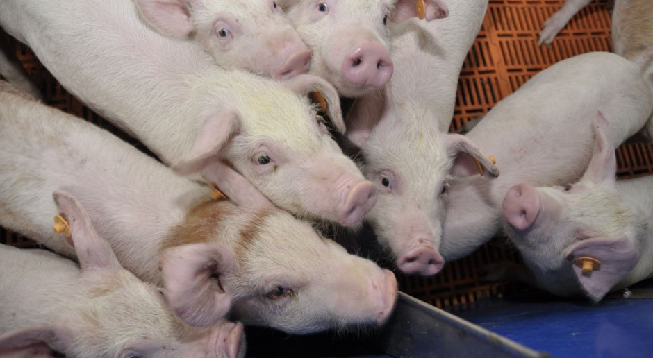 Fot.A.Królak Wysokie ceny warchlaków redukują zysk z produkcji tuczników
