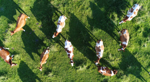 Krowy w futurystycznej dojarni testują łączność 5G