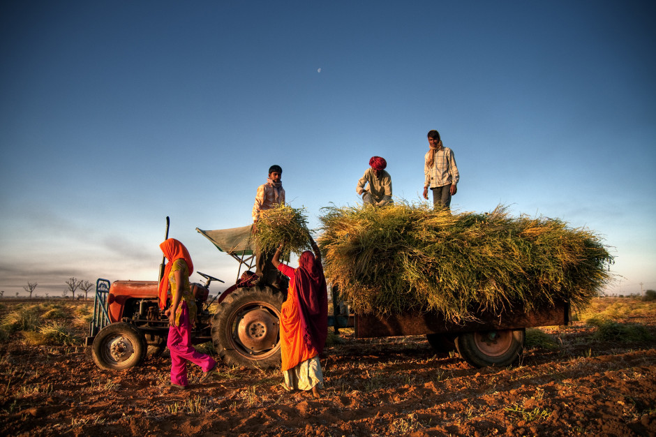 Indyjscy rolnicy są wściekli na nowe przepisy, które - jak uważają - przyniosą korzyści dużym prywatnym nabywcom kosztem producentów - podaje agencja Reutera. Foto. Shutterstock