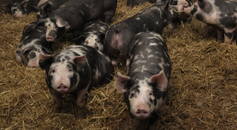 fot. A.Królak SRW RP wspiera wyjątkowe produkty, w tym wieprzowinę „bez GMO”