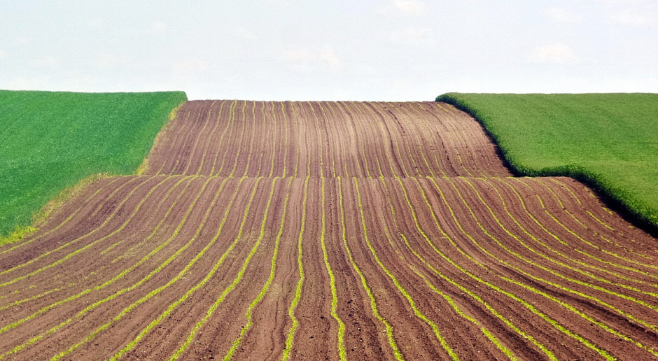 Fot.pixabay.com Aktualny stan zasiewów i zasilania roślin ozimych w Rosji