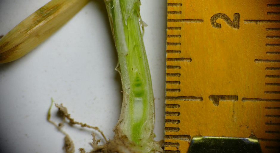 Na zdjęciu – początek strzelania w źdźbło, w ciągu kilku dni pierwsze kolanko osiągnie wysokość 1 cm (faza BBCH 31 – pierwszego kolanka). Woj. dolnośląskie, 04.04.2019 Zboża – regulować czy nie?