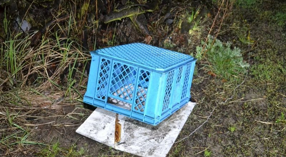Taka pułapkę na kota zastawił miłośnik gołębi, fot. Policja Hodowca gołębi uśmiercił kota sąsiadki