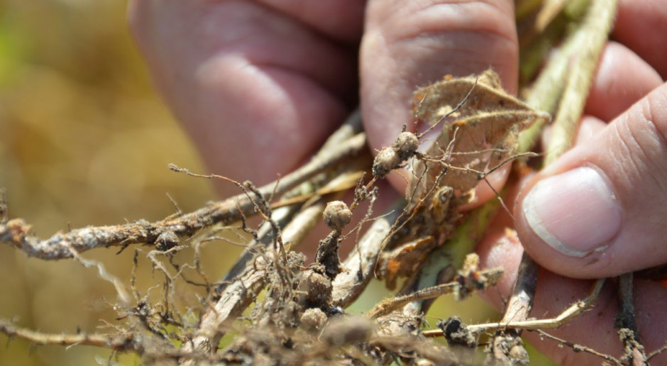 Soja żyje w symbiozie z bakteriami brodawkowymi i dzięki temu może wiązać wolny azot z powietrza; Fot. Katarzyna Szulc Nawożenie soi – tak czy nie?
