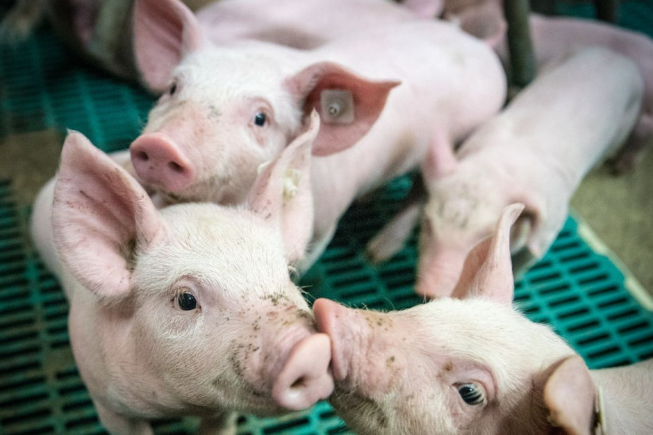 Wg KRIR projektowana ustawa uderza uniemozliwi odbudowe pogłowia świń w kraju  Foto: pixebay