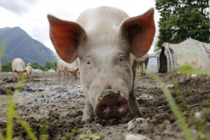 Rabobank: ASF zmniejsza drastycznie produkcję wieprzowiny w Chinach