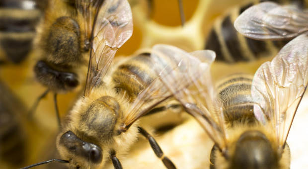 Płock: blisko milion pszczół w pasiece przy zakładzie głównym PKN Orlen