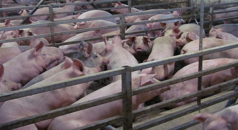 Fot.BW Poświąteczna stagnacja cen skupu żywca wieprzowego