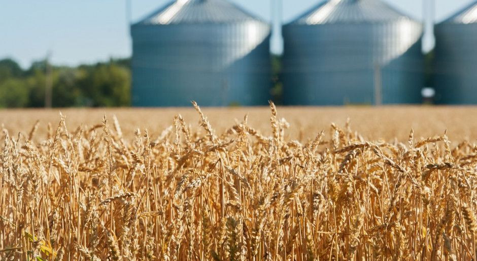 fot. Shutterstock Delikatne zwyżki cen zbóż po świętach
