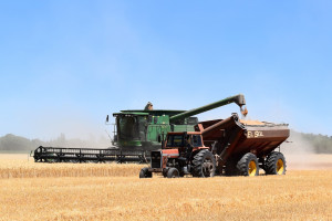 USDA: Prognozy zbiorów zbóż w UE