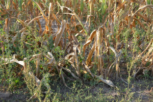 W kukurydzy i rzepaku będzie można stwierdzić suszę rolniczą również na glebach lekkich 