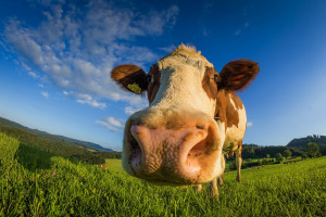 Sprzedaż kulawych krów tajemnicą poliszynela?