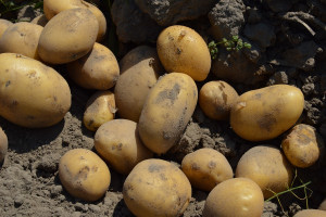 Pięć nowych odmian ziemniaka