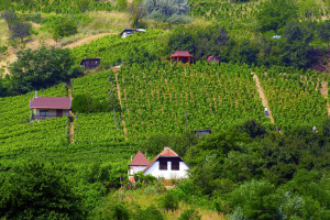 Copa-Cogeca o przyszłość europejskiej uprawy winorośli