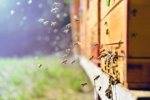 Pszczoły bardziej wytrzymałe na neonikotynoidy niż trzmiele
