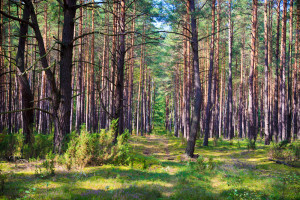 Lasy Państwowe wprowadziły tymczasowy zakaz wstępu do lasów