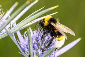 W Dzień Pszczoły samorządowcy z Metropolii radzą, jak wprowadzać pszczoły do miast