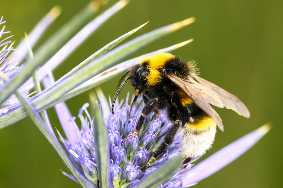 20 maja to  Światowy Dzień Pszczół, fot. Shutterstock