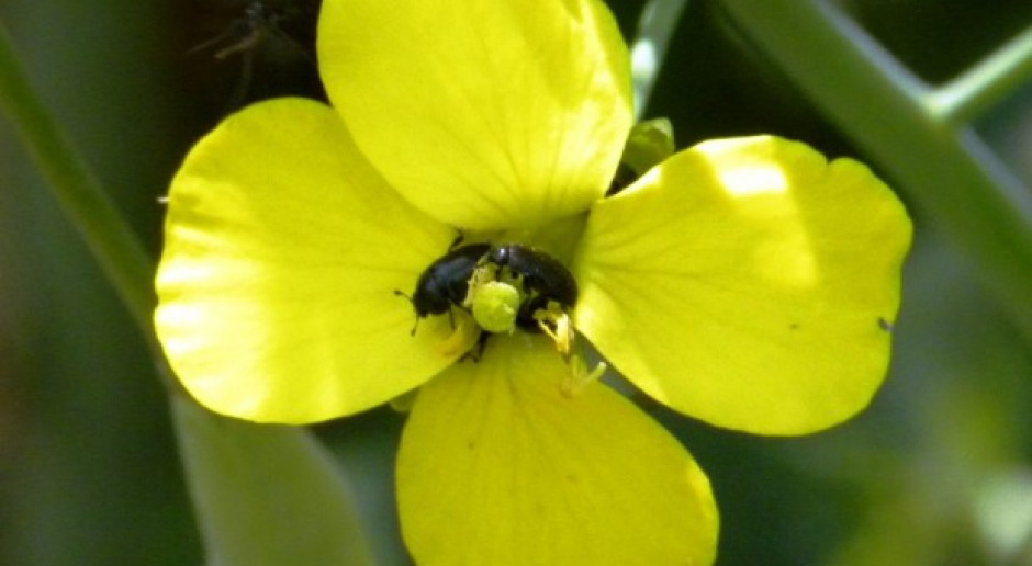 Słodyszek rzepakowy w rzepaku; Fot. Katarzyna Szulc Odporność szkodników rzepaku na insektycydy
