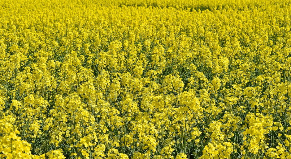 Fot.pixabay.com Kanada: Rolnicy masowo zmniejszają powierzchnię uprawy rzepaku