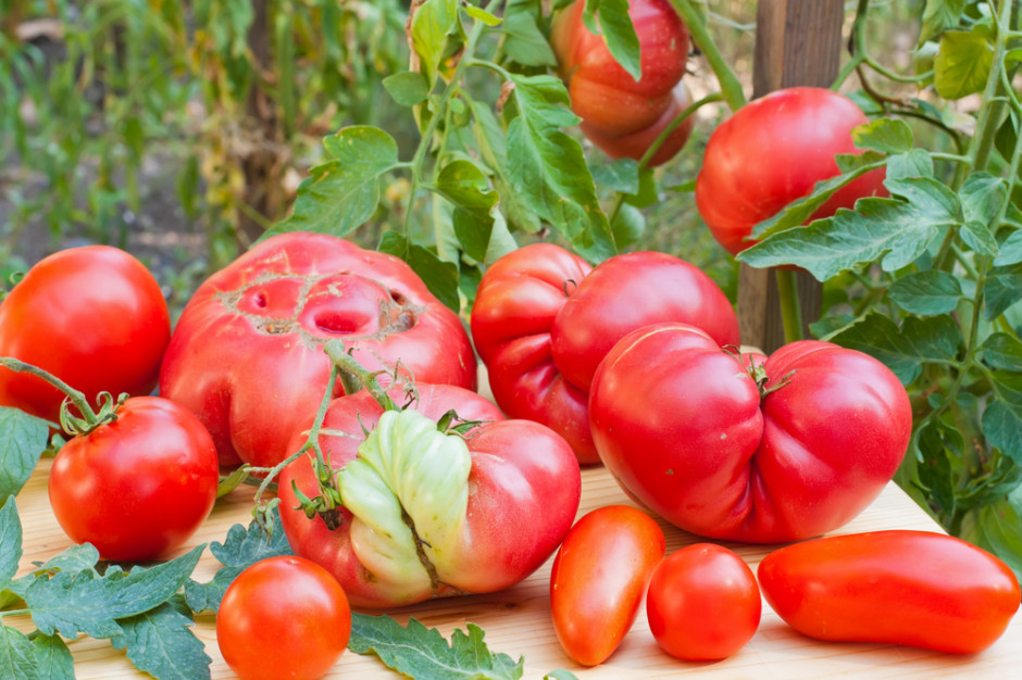 Nowy izolat wirusa nekrozy pomidora, fot. Shutterstock